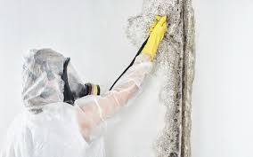 Mold Removal for HVAC Installations in Rogers, AR